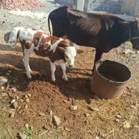 گاو گوساله نرسوزنی هلشتاین|حیوانات مزرعه|بندرعباس, |دیوار