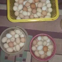 تخم مرغ گلین گردن لخت پاپر