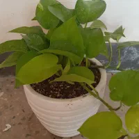 گل کلکسیونی|کلکسیون و سرگرمی|آبدانان, |دیوار