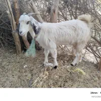 بز ابستن|حیوانات مزرعه|بلوک, |دیوار