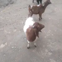 بزغاله نر چاق|حیوانات مزرعه|کنگاور, |دیوار