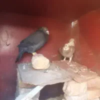 کبوتر نرو ماده