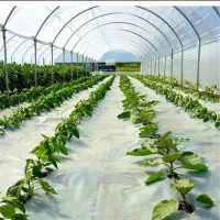 کاور پلاستیکی مالچ درختان پسته