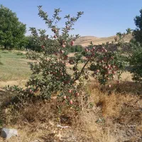 سیب درختی|خدمات پذیرایی، مراسم|تیکمه داش, |دیوار