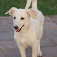 سگ ماده واکسن خورده شناسنامه دار