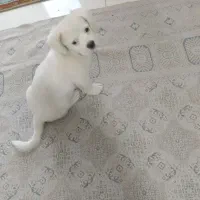 واگذاری سگ|سگ|شیراز, حجت آباد|دیوار