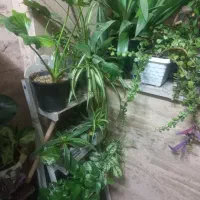 گل اپارتمانی|گل و گیاه طبیعی|قم, پردیسان|دیوار