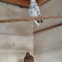 کبوتر|پرنده|رشت, خرسندی|دیوار