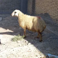 میش چاق چپر و ۳تا بره|حیوانات مزرعه|شوشتر, |دیوار