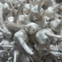 فروش سیر همدان