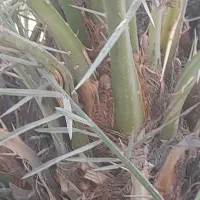 نهال برحی|گل و گیاه طبیعی|خرمشهر, |دیوار