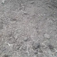 سلام کودگاوی سمات