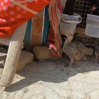 جوجه بوقلمون محلی