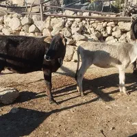 گاو با گوساله