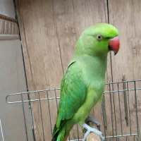 طوطی ملنگو سخنگو