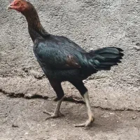 سه عدد مرغ لاری تخمگذار