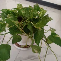 فروش گل|گل و گیاه طبیعی|جهرم, |دیوار