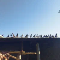 تعدادی کبوتر..|پرنده|گراش, |دیوار