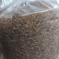 میلورم و سوپرورم(زنده) جیرجیرک|خزنده|تهران, خاک سفید|دیوار