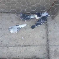 پرنده