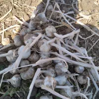 سیر بذری