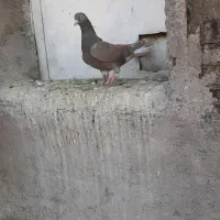 طوقی دمسفید|پرنده|رفسنجان, |دیوار