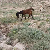 بز پاکستانی