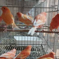 قناری|پرنده|اصفهان, باتون|دیوار