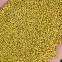تخم،بذر یونجه سیاه مشهوربه قره یونجه بوجاری شده