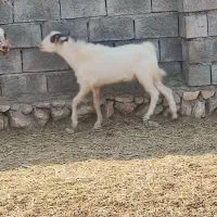 نری سالم کمتر از یک سال هستن چاق و سرحال|حیوانات مزرعه|آسمینون, |دیوار