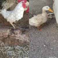 یک اردک و یک خروس