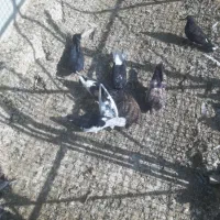 ۳۵۰۰۰|پرنده|اهواز, کوروش|دیوار