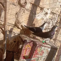 کبوتر ساده و راست