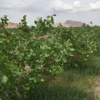 140هکتار باغ پسته با 2حلقه چاه آب مدرن و به روز|فروش دفتر صنعتی، کشاورزی، تجاری|رفسنجان, |دیوار