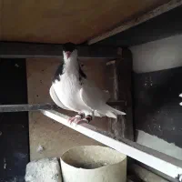 کبوتر شصتی سیاه|پرنده|اقبالیه, |دیوار