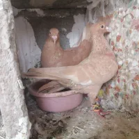 کبوتر جفت زرد اصل