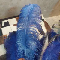 ۲۰ عدد شاه پر آبی علامت علم محرم
