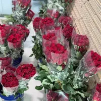 رز هلندی ۷۵هزار