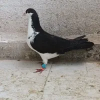 کبوتر کفتر رنگی شهرستانی ۴تا