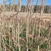 نهال پیوندی رایگان میدم بیا دربیار ببر