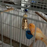 سهره نر بخون|پرنده|پردیس, فاز ۲|دیوار