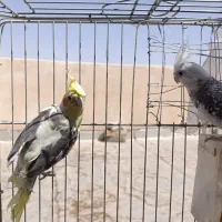 دوتا عروس هلندی نر
