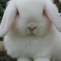 فروش یا معاوضه خرگوش لپ سفید چشم یا قوتی....