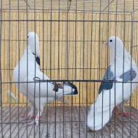 کبوتر هما تیکه پاره