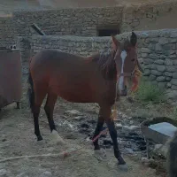 کره نریون یک ساله