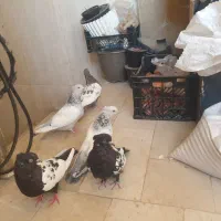 فروش ۵ تا کفتر|پرنده|شیراز, حافظیه|دیوار