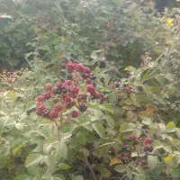 اجاره خانه روستایی