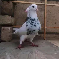 کفتر کبوتر طوق شازده طوق مشکی سینه زرد طوقی