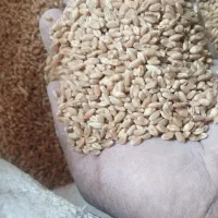 گندم درجه یک