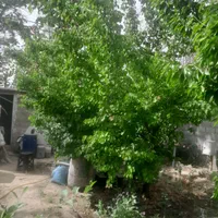 فروش باغچه|فروش زمین و ملک کلنگی|چهاردانگه (تهران), |دیوار